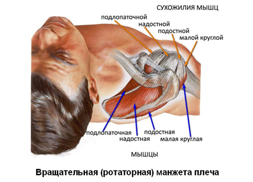 Вращательная (ротаторная) манжета плеча Вращательная (ротаторная) манжета плеча