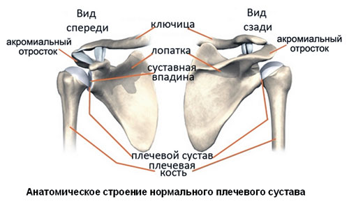 Плечевой сустав Плечевой сустав